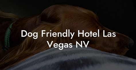 las vegas dog hotel